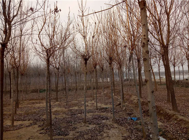 金枝白蠟照片種植基地實拍