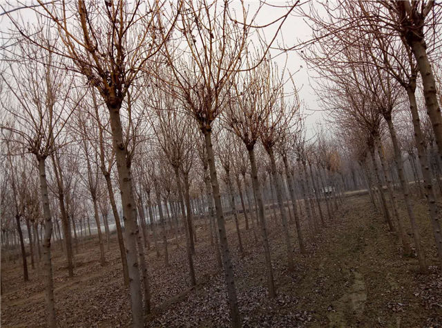 金枝白蠟照片種植基地實拍