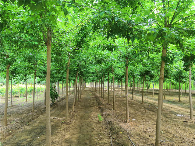 沭陽長景園林金葉復葉槭種植基地實拍圖片