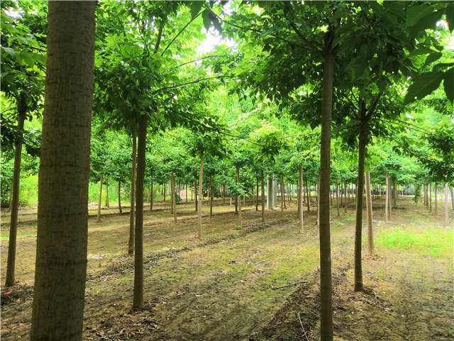沭陽長景園林金葉復葉槭種植基地實拍圖片
