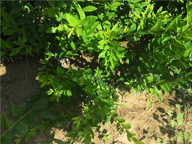 沭陽長(zhǎng)景園林水蠟種植基地實(shí)拍圖片