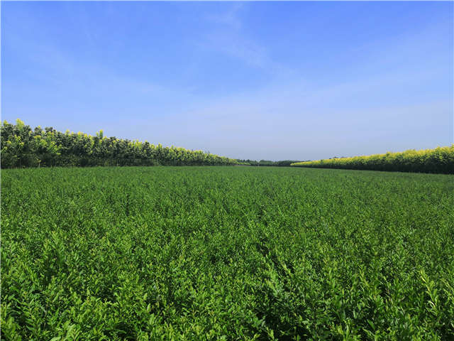 沭陽長(zhǎng)景園林水蠟種植基地實(shí)拍圖片