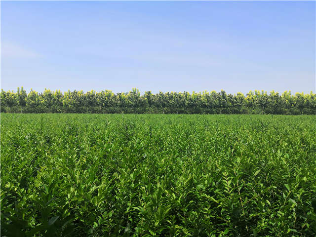 沭陽長(zhǎng)景園林水蠟種植基地實(shí)拍圖片