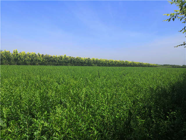 沭陽長(zhǎng)景園林水蠟種植基地實(shí)拍圖片
