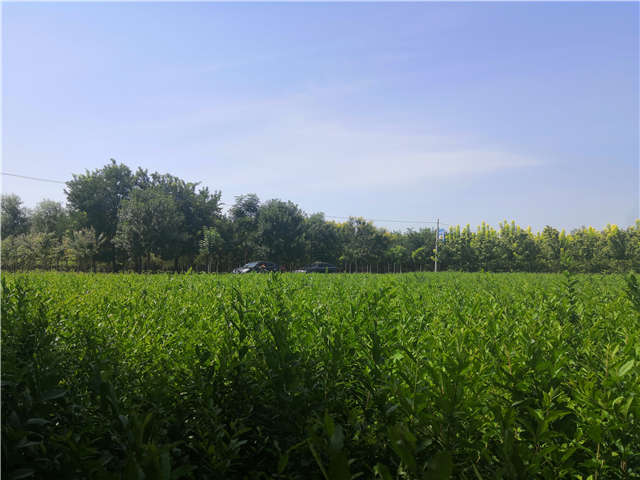 沭陽長(zhǎng)景園林水蠟種植基地實(shí)拍圖片