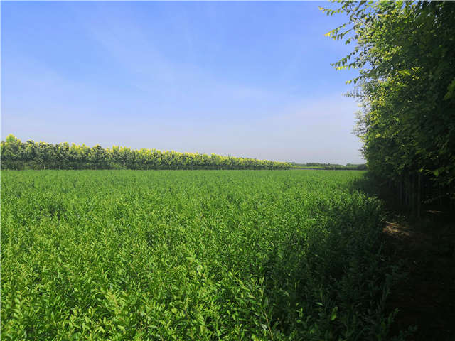 沭陽長(zhǎng)景園林水蠟種植基地實(shí)拍圖片