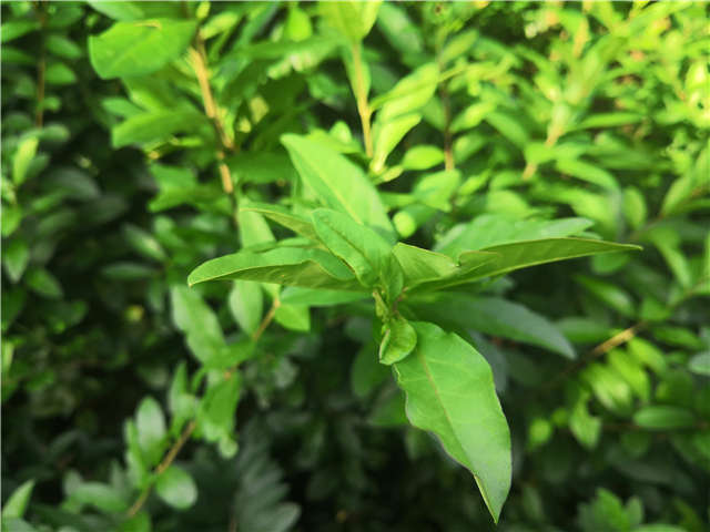 沭陽長(zhǎng)景園林水蠟種植基地實(shí)拍圖片