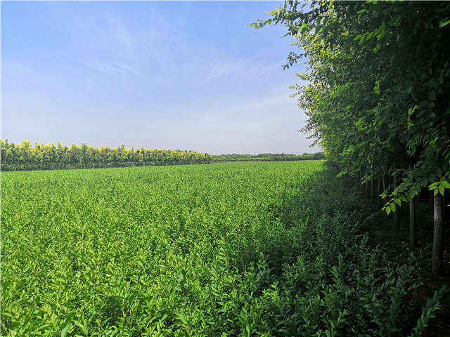 沭陽長(zhǎng)景園林水蠟種植基地實(shí)拍圖片