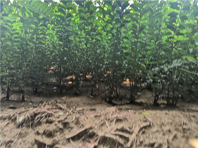 沭陽長(zhǎng)景園林水蠟種植基地實(shí)拍圖片