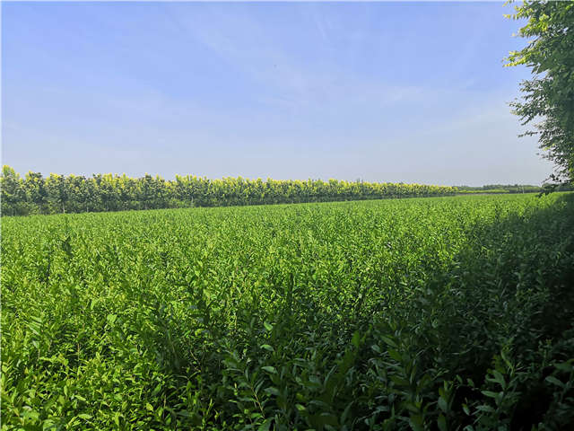 沭陽長(zhǎng)景園林水蠟種植基地實(shí)拍圖片