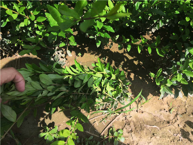 沭陽長(zhǎng)景園林水蠟種植基地實(shí)拍圖片