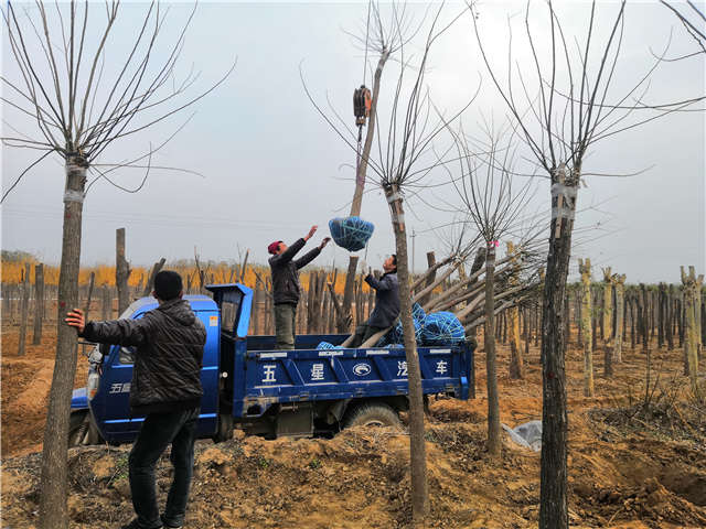 沭陽長景園林高接金葉槐種植基地實拍圖片
