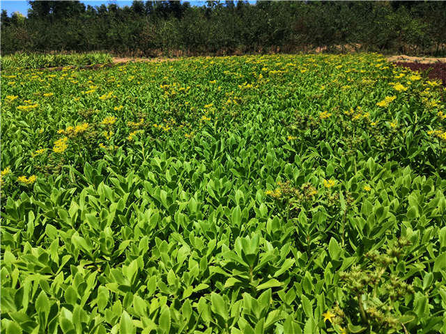 沭陽長景園林三七景天種植基地實(shí)拍圖片