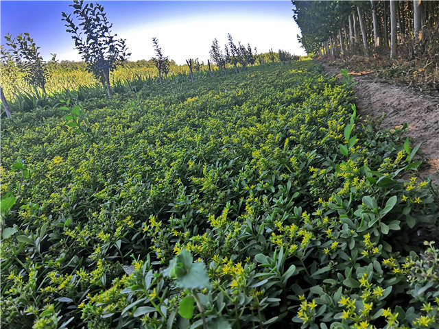 沭陽長景園林三七景天種植基地實(shí)拍圖片