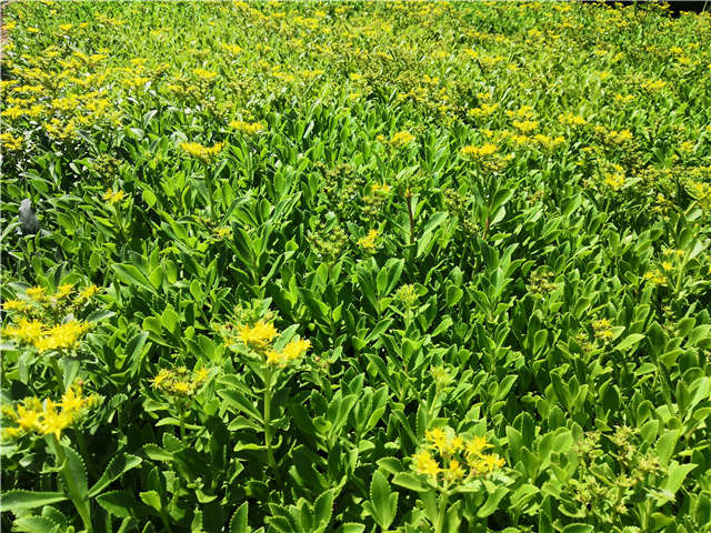 沭陽長景園林三七景天種植基地實(shí)拍圖片