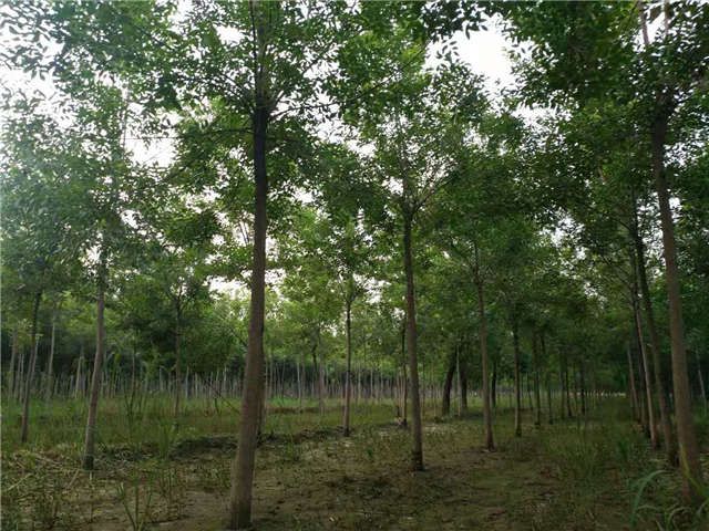 沭陽長景園林白蠟種植基地實拍圖片