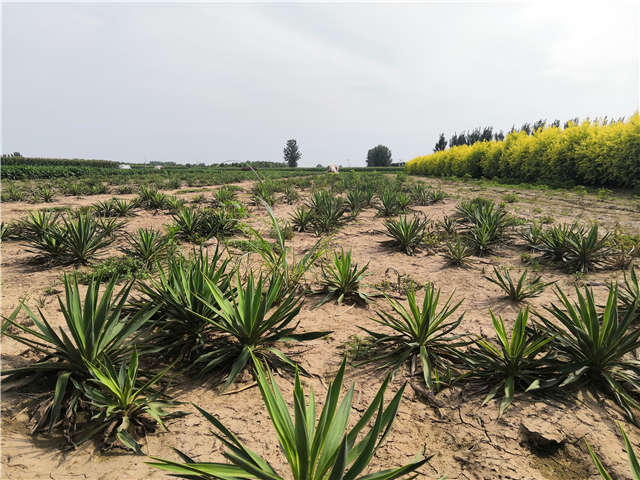 沭陽長景園林劍麻種植基地實拍圖片