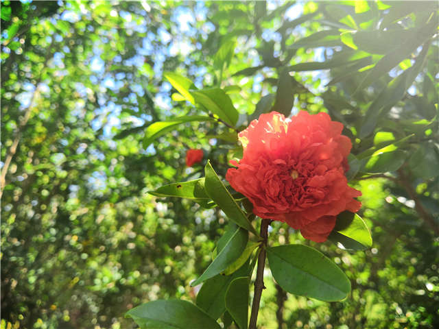 沭陽長景園林花石榴種植基地實拍圖片