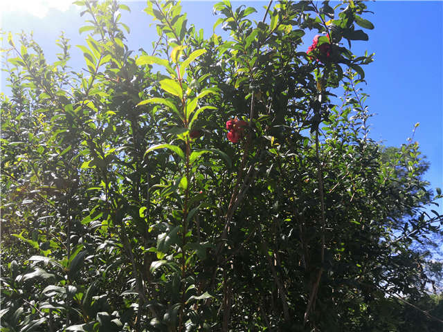 沭陽長景園林花石榴種植基地實拍圖片